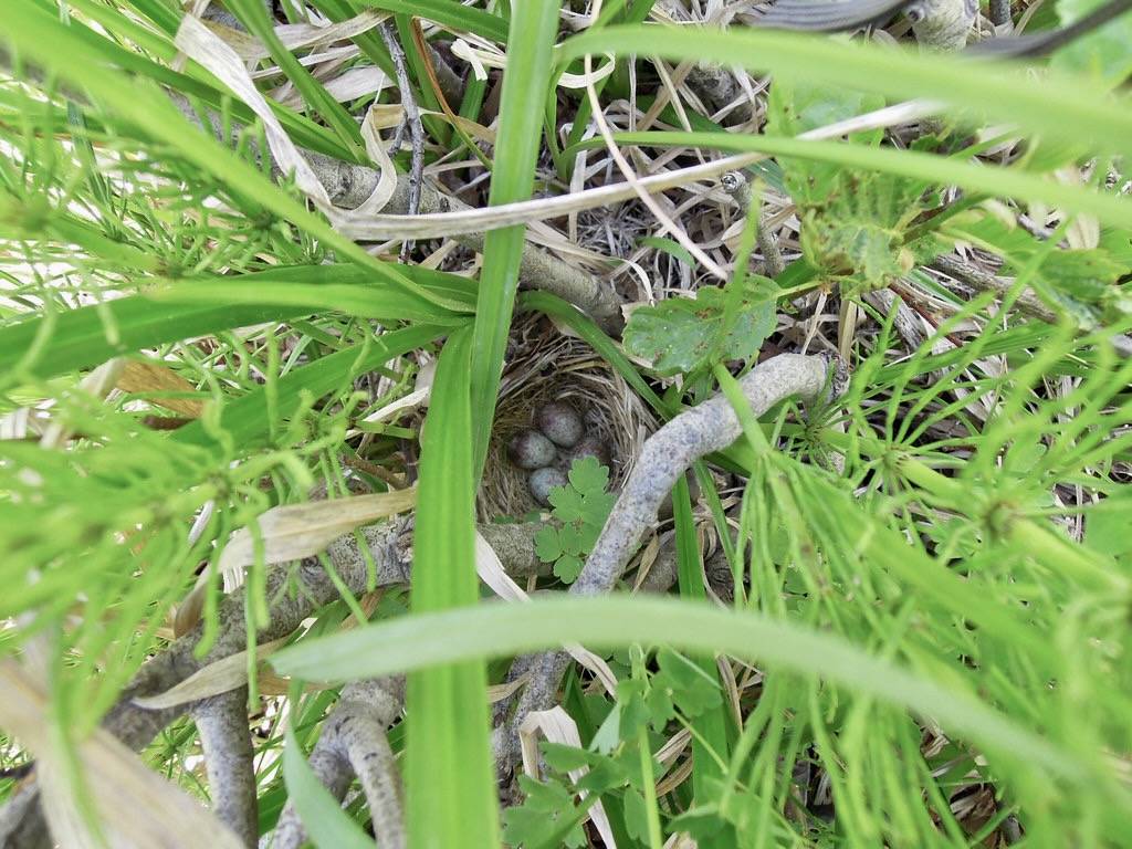 Lincoln's Sparrow nest by chloesview is licensed under CC BY-NC-ND 2.0.
